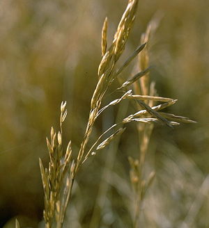 Bromus inermis