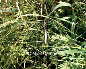 Bromus sterilis