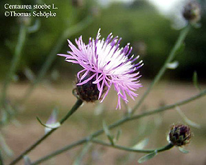 Centaurea stoebe