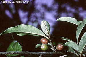 Elaeagnus umbellata