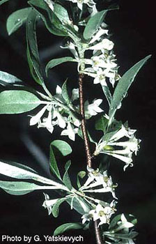 Elaeagnus umbellata