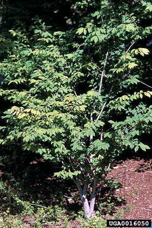 Euonymus alata