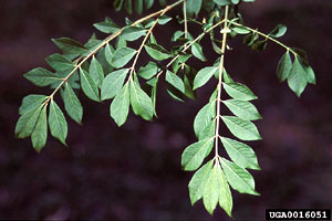 Euonymus alata