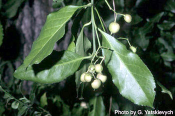 Euonymus fortunei