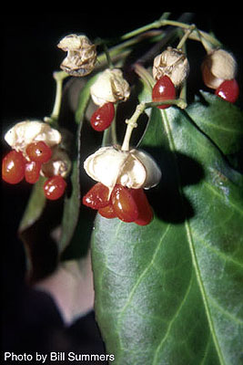 Euonymus fortunei