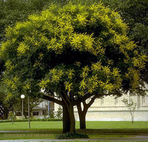 Koelreuteria paniculata