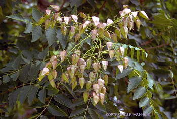 Koelreuteria paniculata