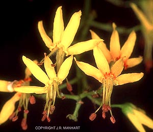 Koelreuteria paniculata