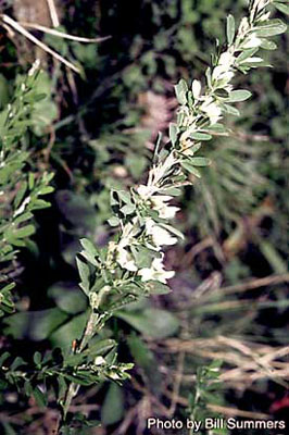 Lespedeza cuneata