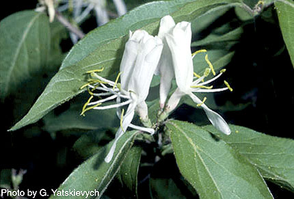 Lonicera japonica