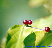 Lonicera maackii