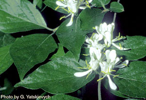 Lonicera maackii