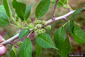 Maclura pomifera