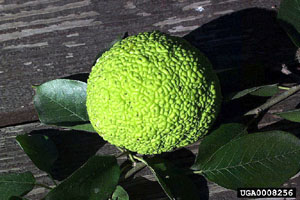 Maclura pomifera