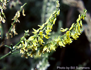 Melilotus officinalis