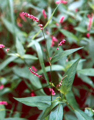 Polygonum caespitosum