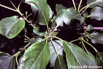 Rhamnus cathartica