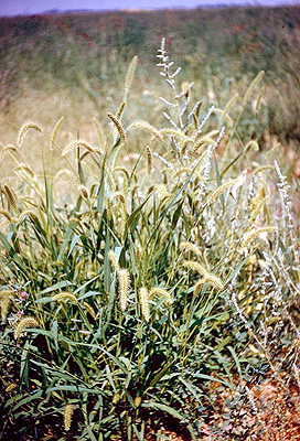 Setaria viridis