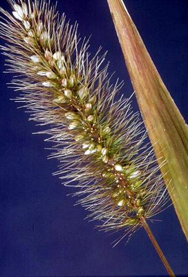 Setaria viridis