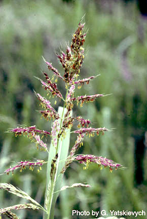 Sorghum halepense