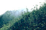 Araucaria humboldtensis