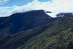 Mt. Humboldt vegetation