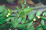 Euphorbiaceae