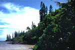 Coastal Forest