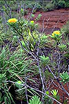 Maquis Vegetation