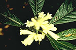 Psychotria sp.