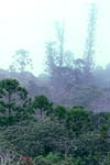 Moist Evergreen Forest