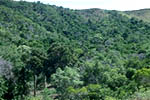 Sclerophyllous forest