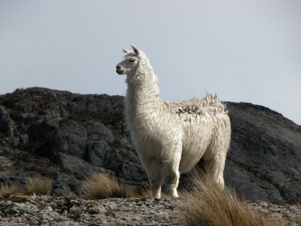 http://www.mobot.org/MOBOT/research/paramo/images/Llama.jpg