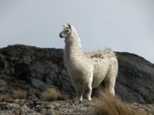 Llama