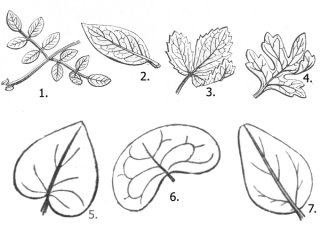 Hojas/Leaves
