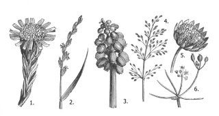 Inflorescencias/Inflorescences