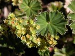 Lachemilla orbiculata