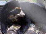 Spectacled bear