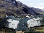 Andean condor