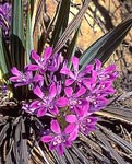 Iridaceae sp.