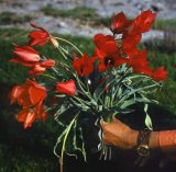 Tulipa carnata, T. ingens