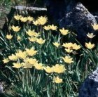 Tulipa iliensis