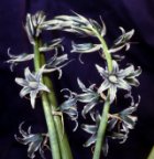 Ornithogalum