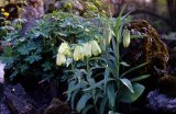 Fritillaria