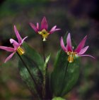 Erythronium sibiricum