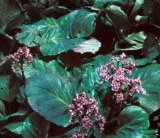 Bergenia crassifolia