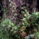 Platanthera extremiorientalis