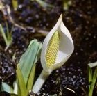 Lysichiton camtschatense