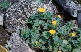 Potentilla megalantha