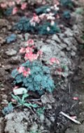 Dicentra